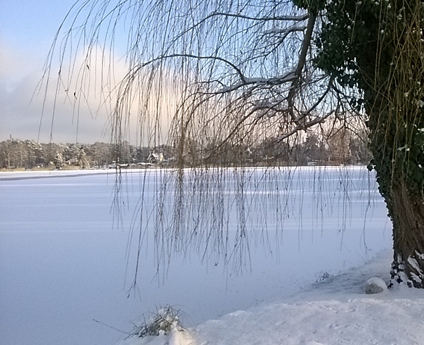 Weide am Ufer im Winter
